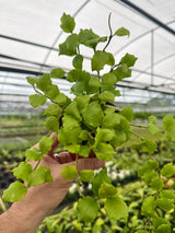 4" Hoya endauensis Canopy Plant Co.