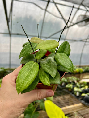 4" Hoya fitchii -  Canopy Plant Co.