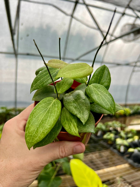 4" Hoya fitchii -  Canopy Plant Co.