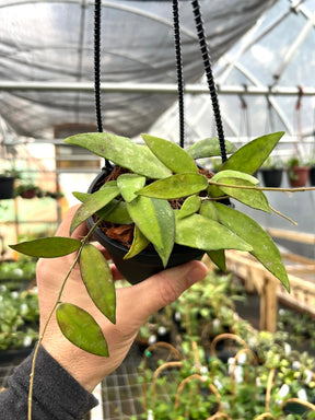 4" Hoya flagellata hanging basket - Canopy Plant Co.