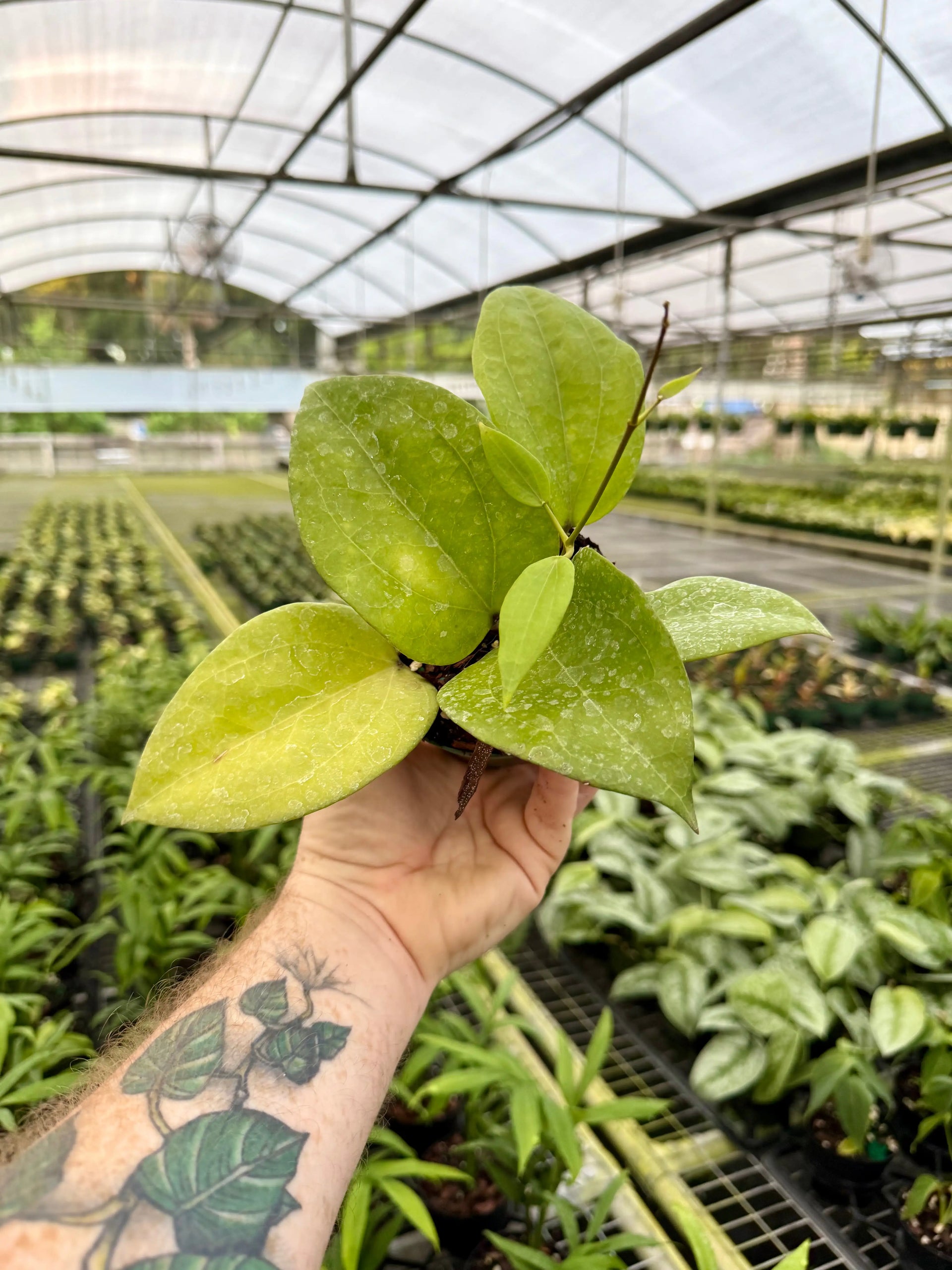4” Hoya glabra | Canopy Plant Co.