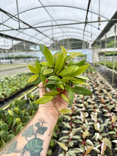 4" Hoya gracilis - Canopy Plant Co.