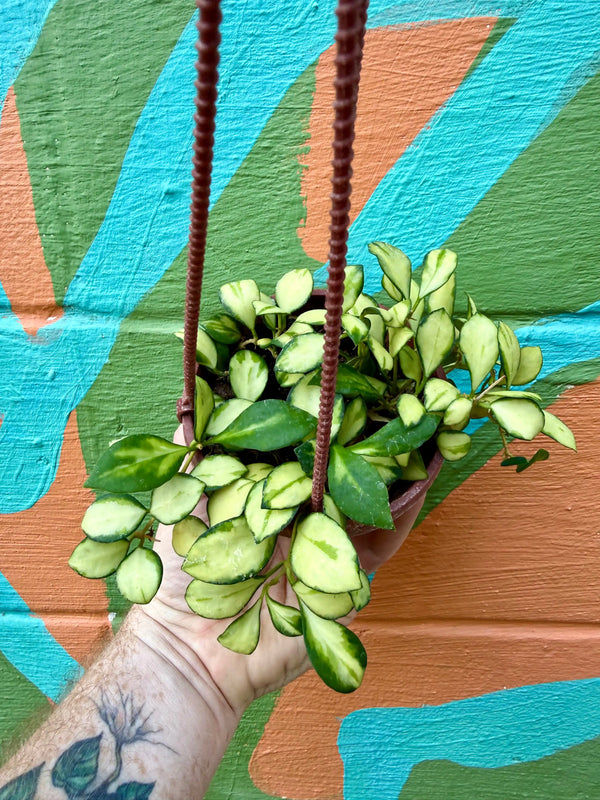 Hoya heuschkeliana variegated indoor plant in hanging basket with green and cream leaves, from Canopy Plant Co.