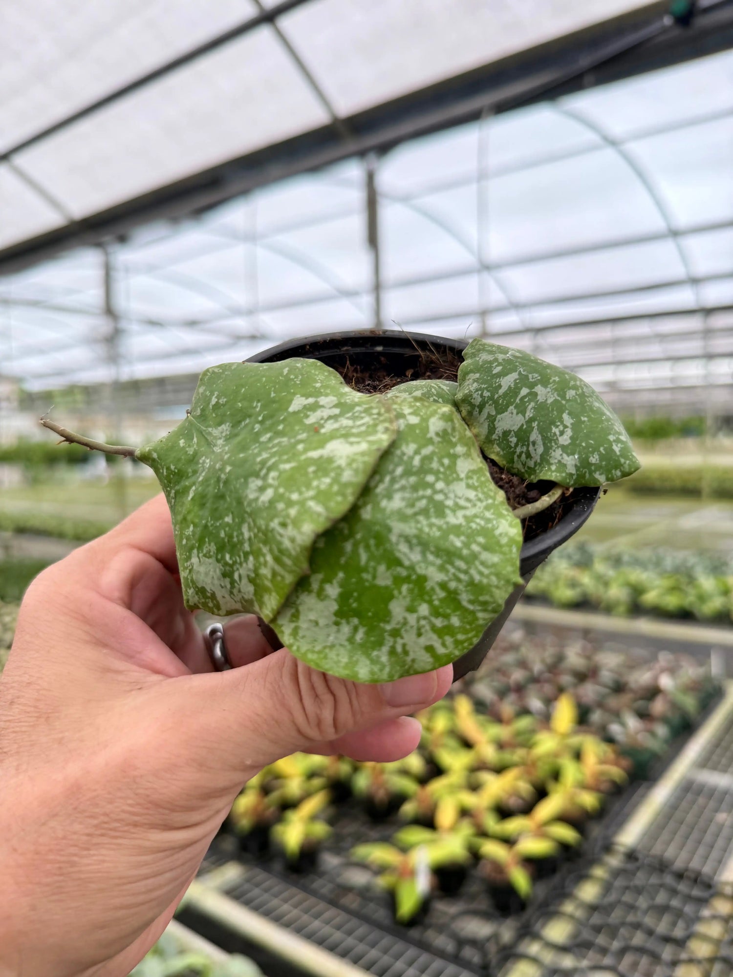 4" Hoya imbricata - Canopy Plant Co.