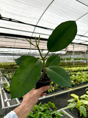 Red Hoya imperialis flower in bloom, showcasing vibrant petals and lush green leaves on a healthy Hoya plant from Canopy Plant Co.