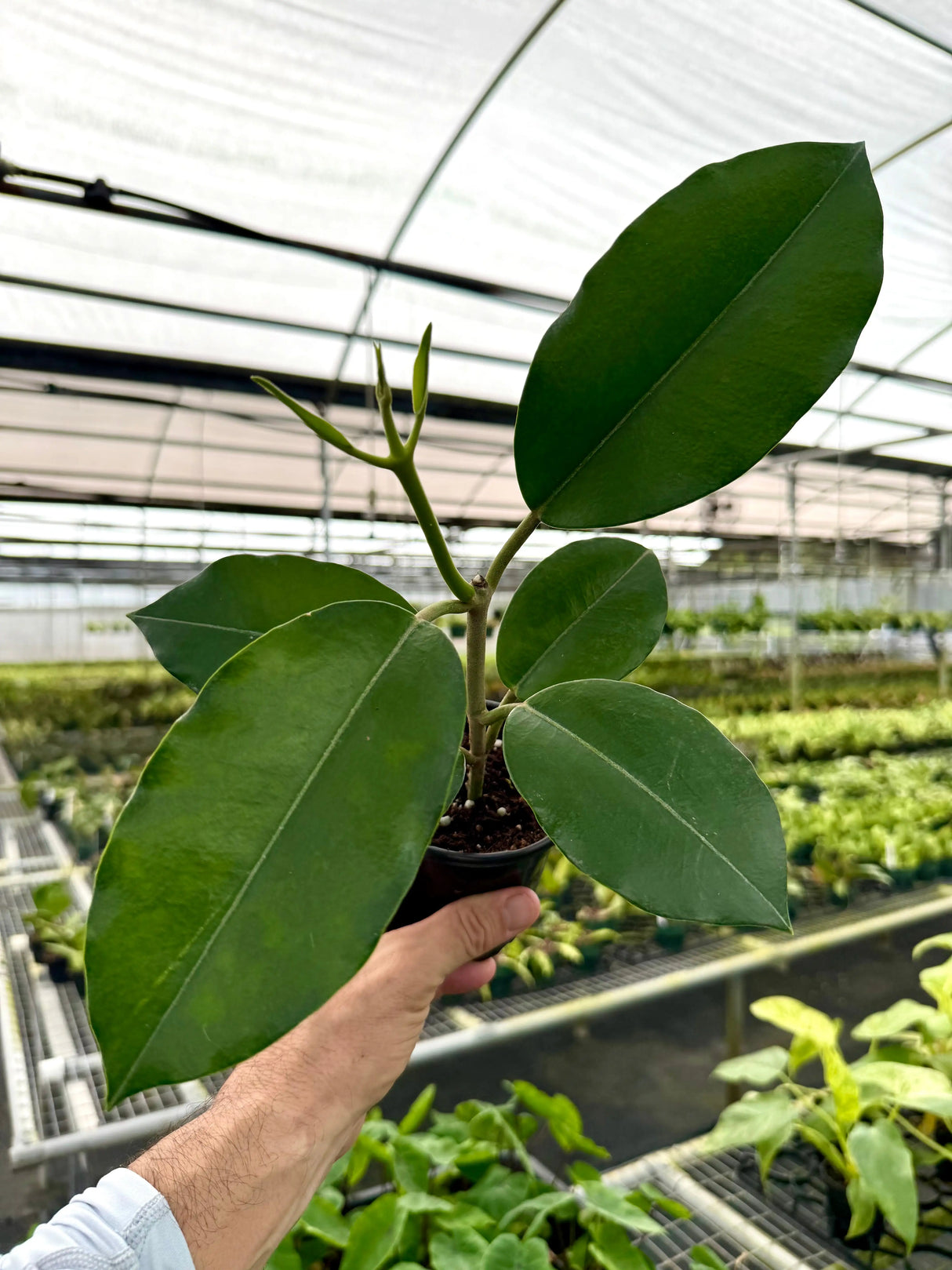 Red Hoya imperialis flower from Canopy Plant Co., showcasing its vibrant petals and lush green foliage.