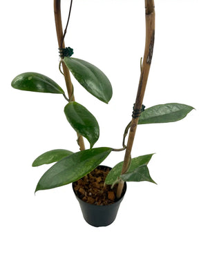 4" Hoya juannguoana - Canopy Plant Co.