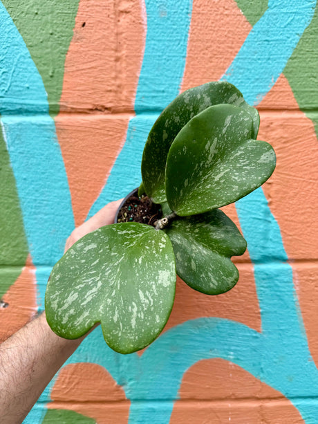 4” Hoya kerrii 'Splash' Canopy Plant Co.