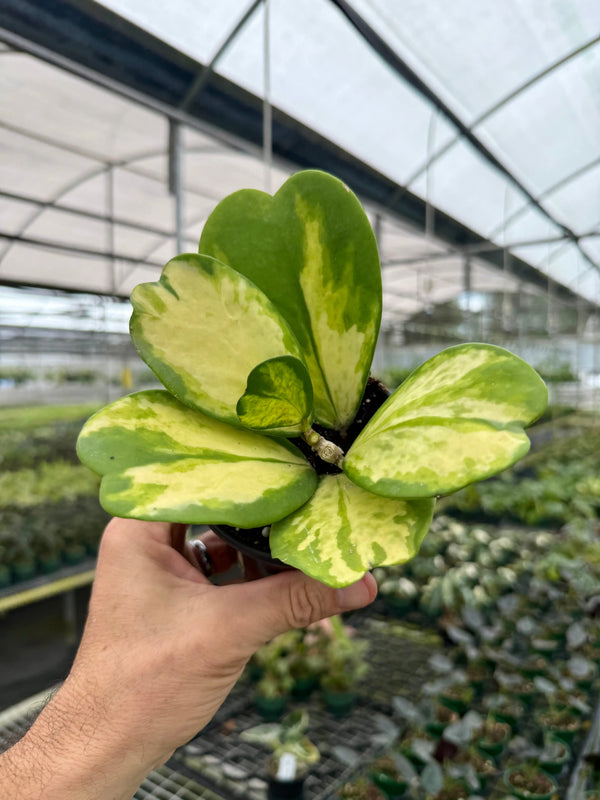 4” Hoya kerrii 'Spot' (inner variegated) -  Canopy Plant Co.