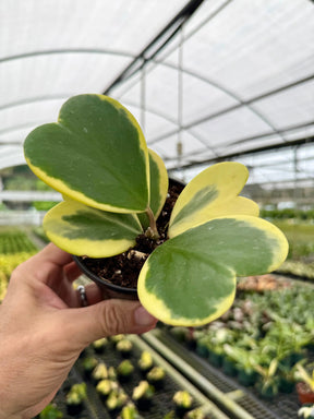4" Hoya kerrii outer variegated - Canopy Plant Co.