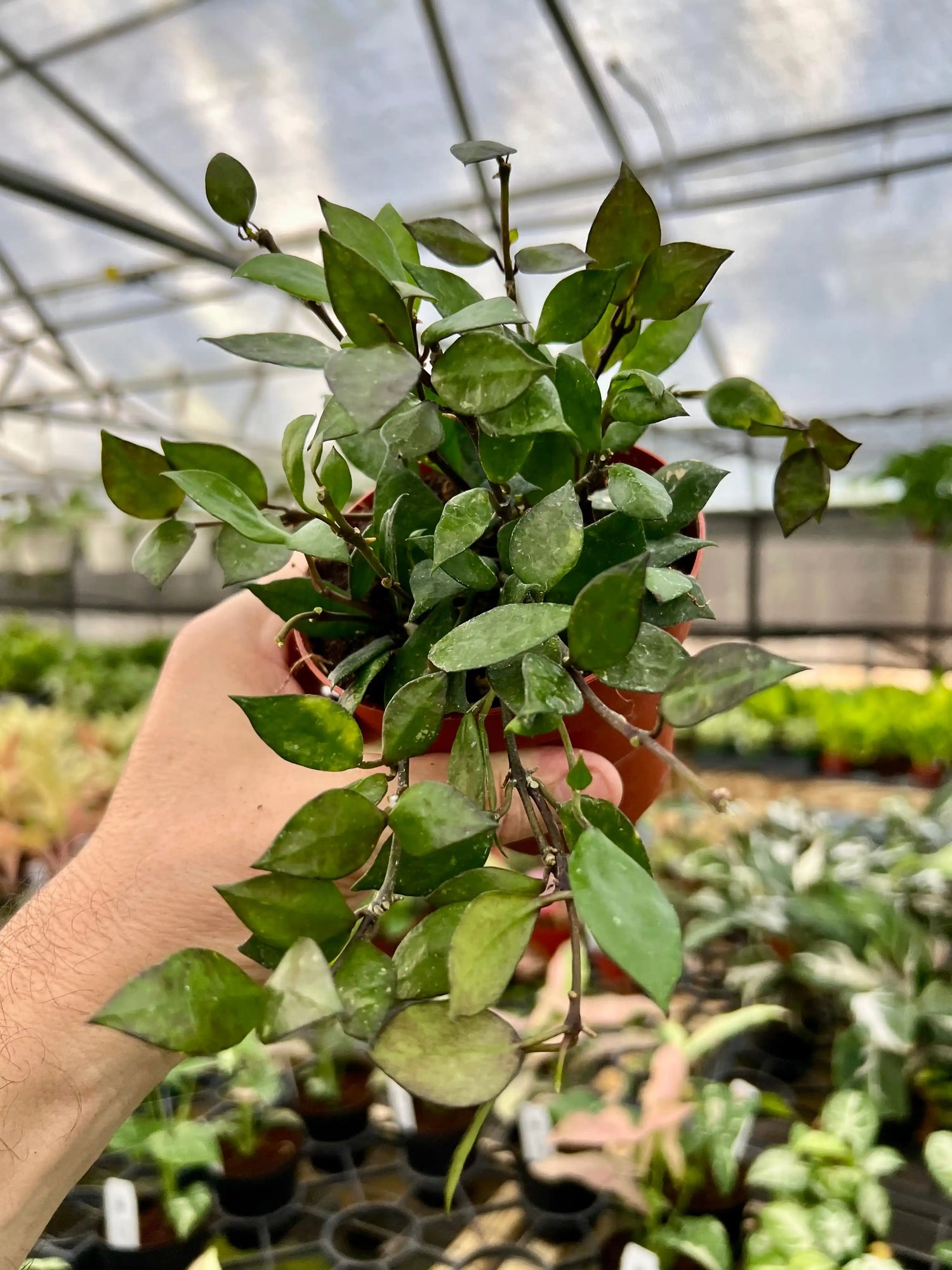 4" Hoya krohniana 'Black’ - Canopy Plant Co.