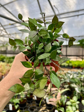 4" Hoya krohniana 'Black’ - Canopy Plant Co.