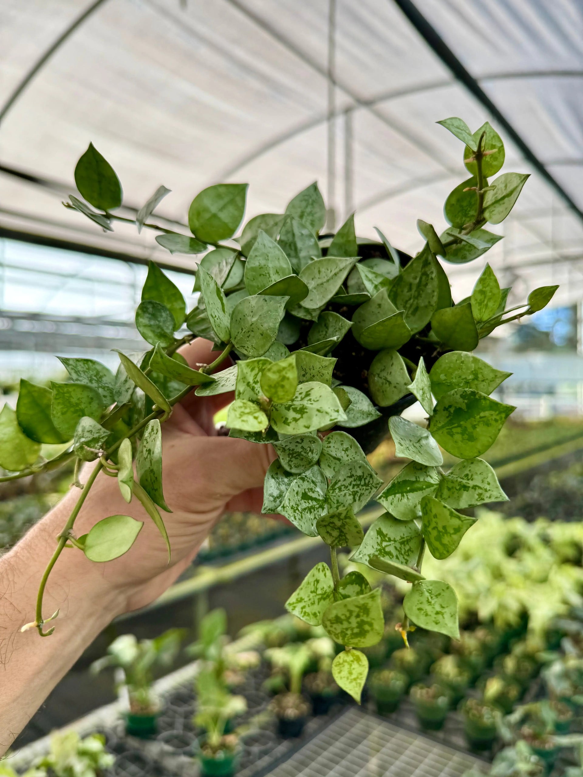4” Hoya krohniana 'Super Silver' | Canopy Plant Co.