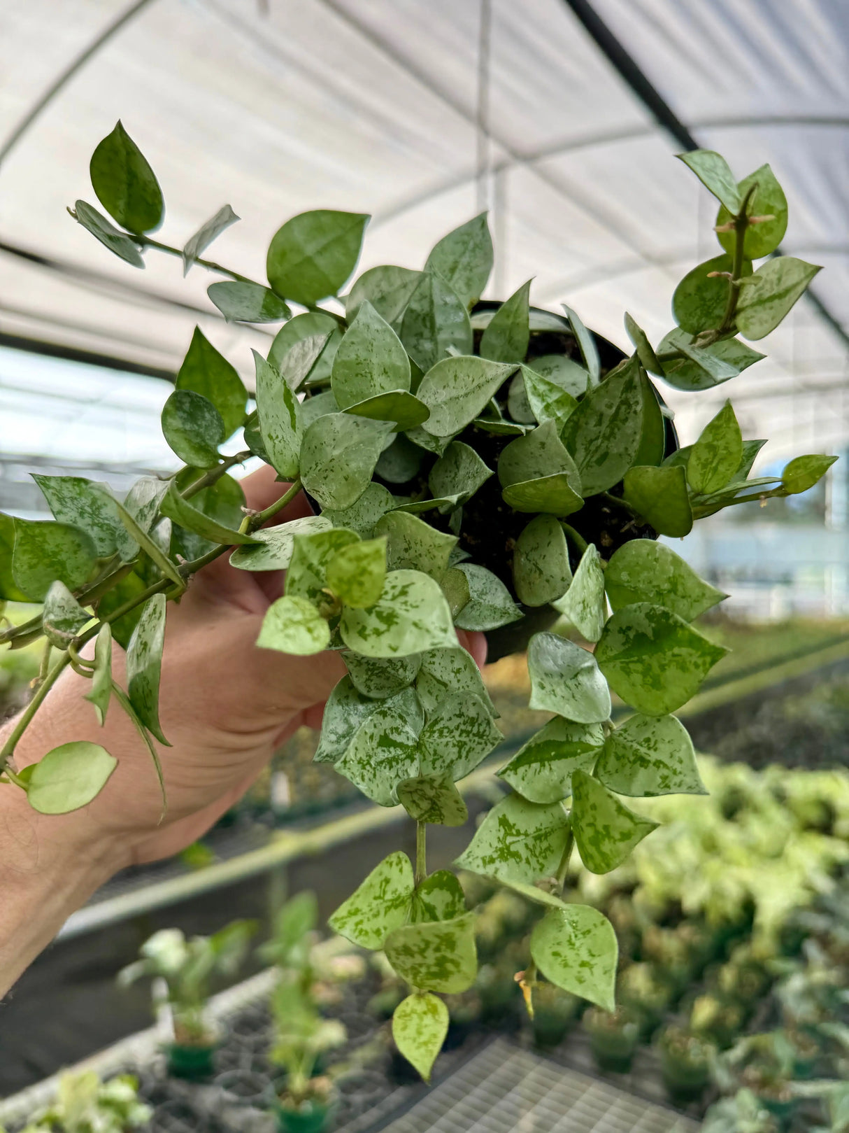 4” Hoya krohniana ‘Super Silver' -  Canopy Plant Co.