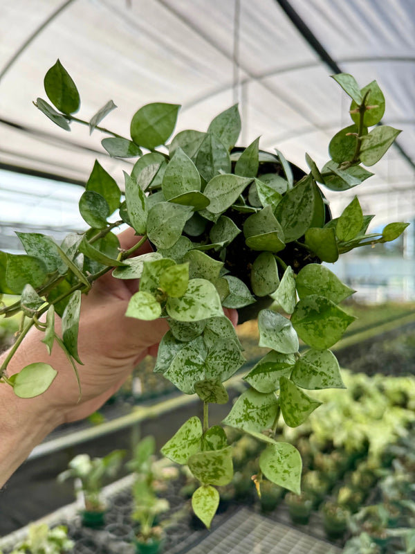Hoya krohniana ‘Super Silver’ plant with variegated silver and green leaves, potted in a small container.