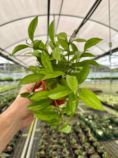 4" Hoya lacunosa 'Amarillo' -  Canopy Plant Co.
