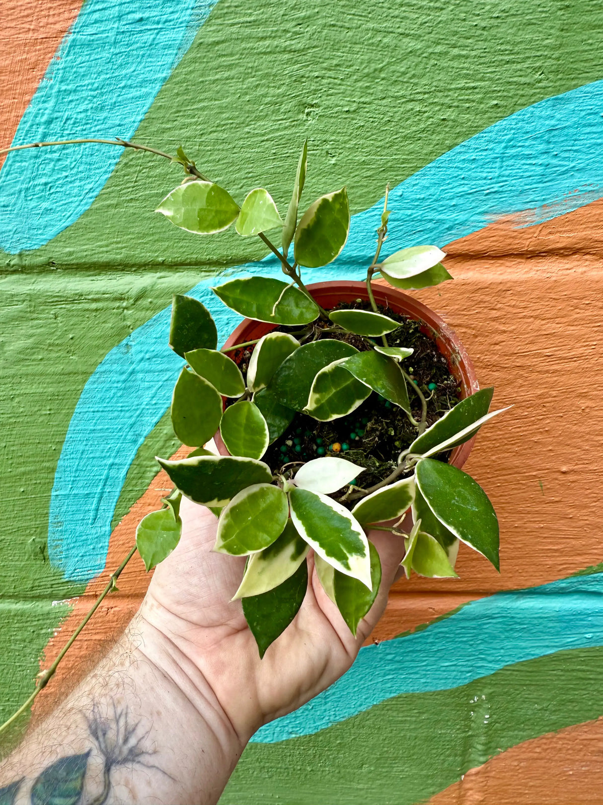 4" Hoya lacunosa 'Asami' outer variegated -  Canopy Plant Co.