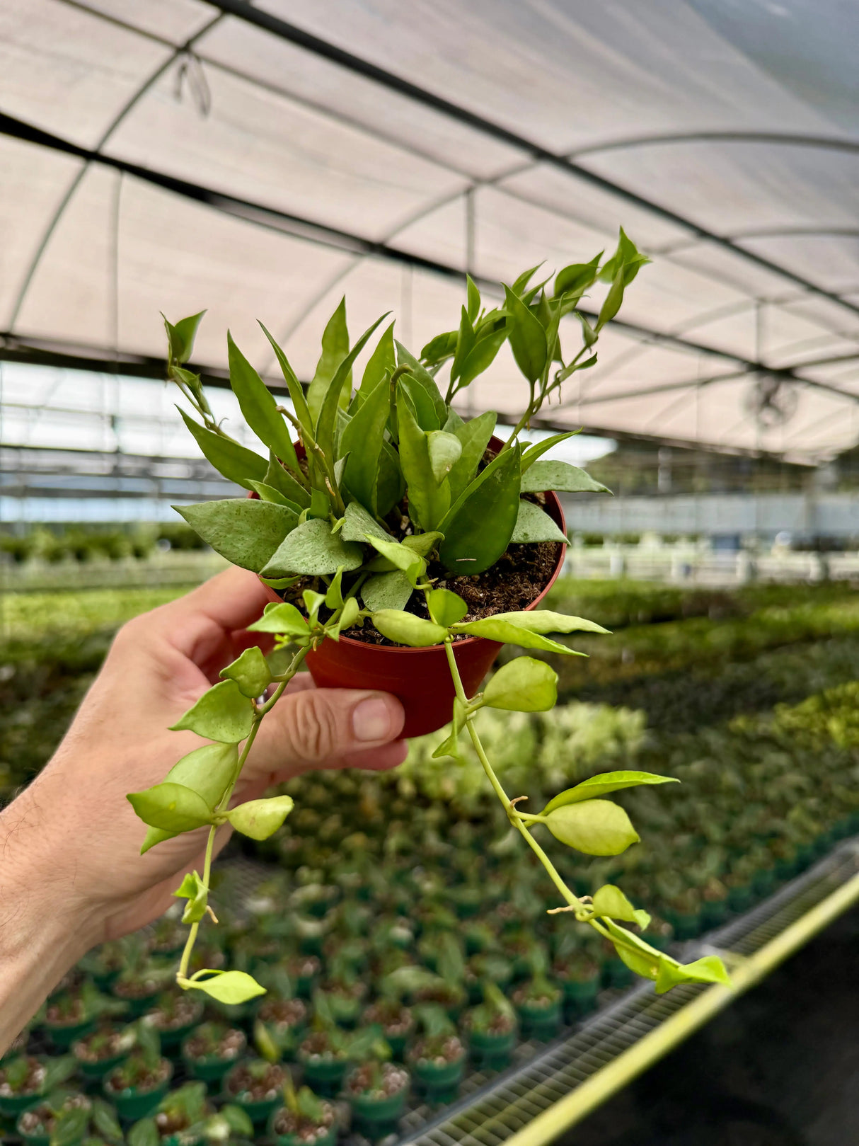 4" Hoya lacunosa 'Mint' -  Canopy Plant Co.