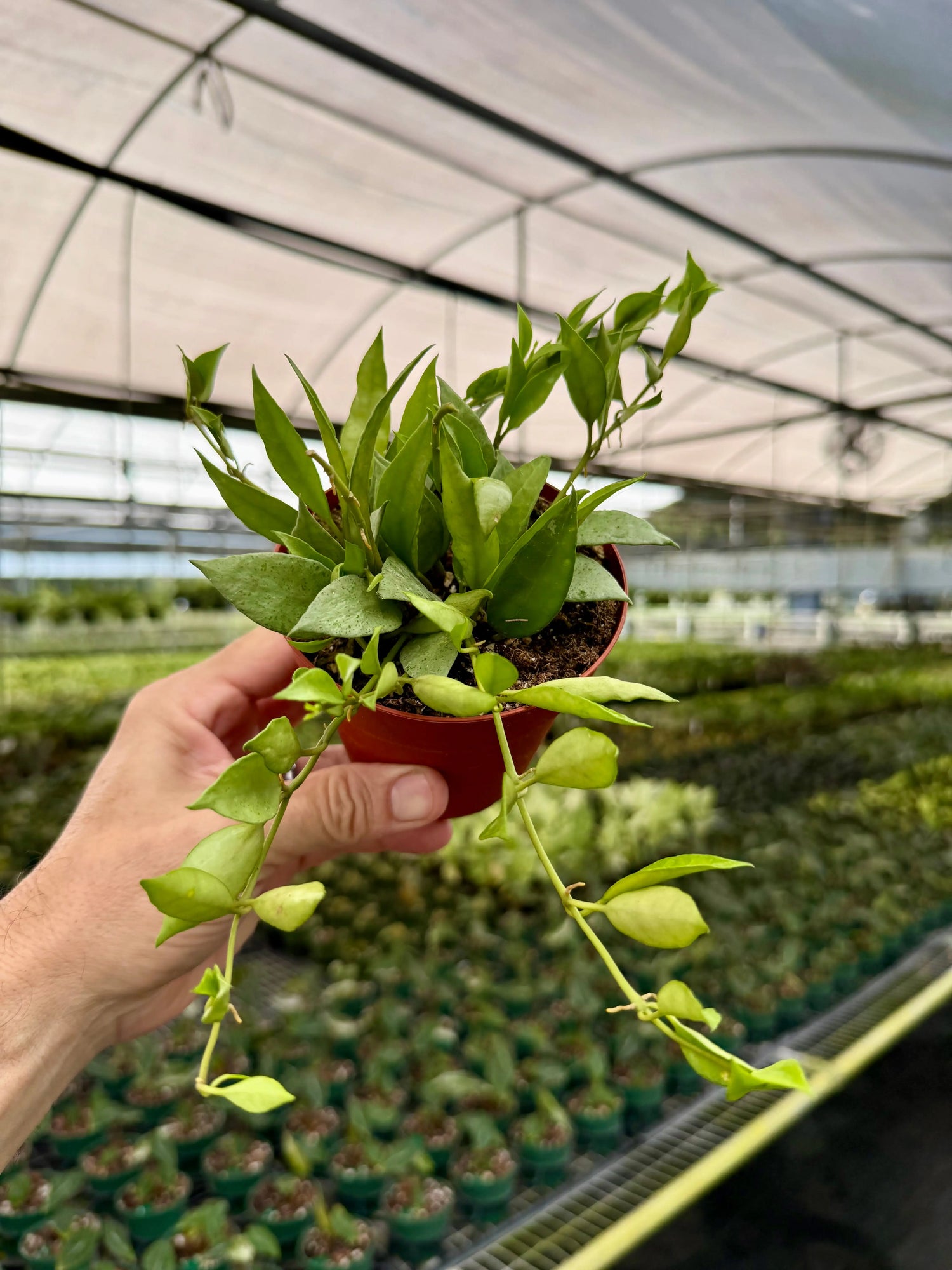 4" Hoya lacunosa 'Mint' -  Canopy Plant Co.