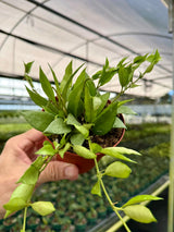 4" Hoya lacunosa 'Mint' -  Canopy Plant Co.