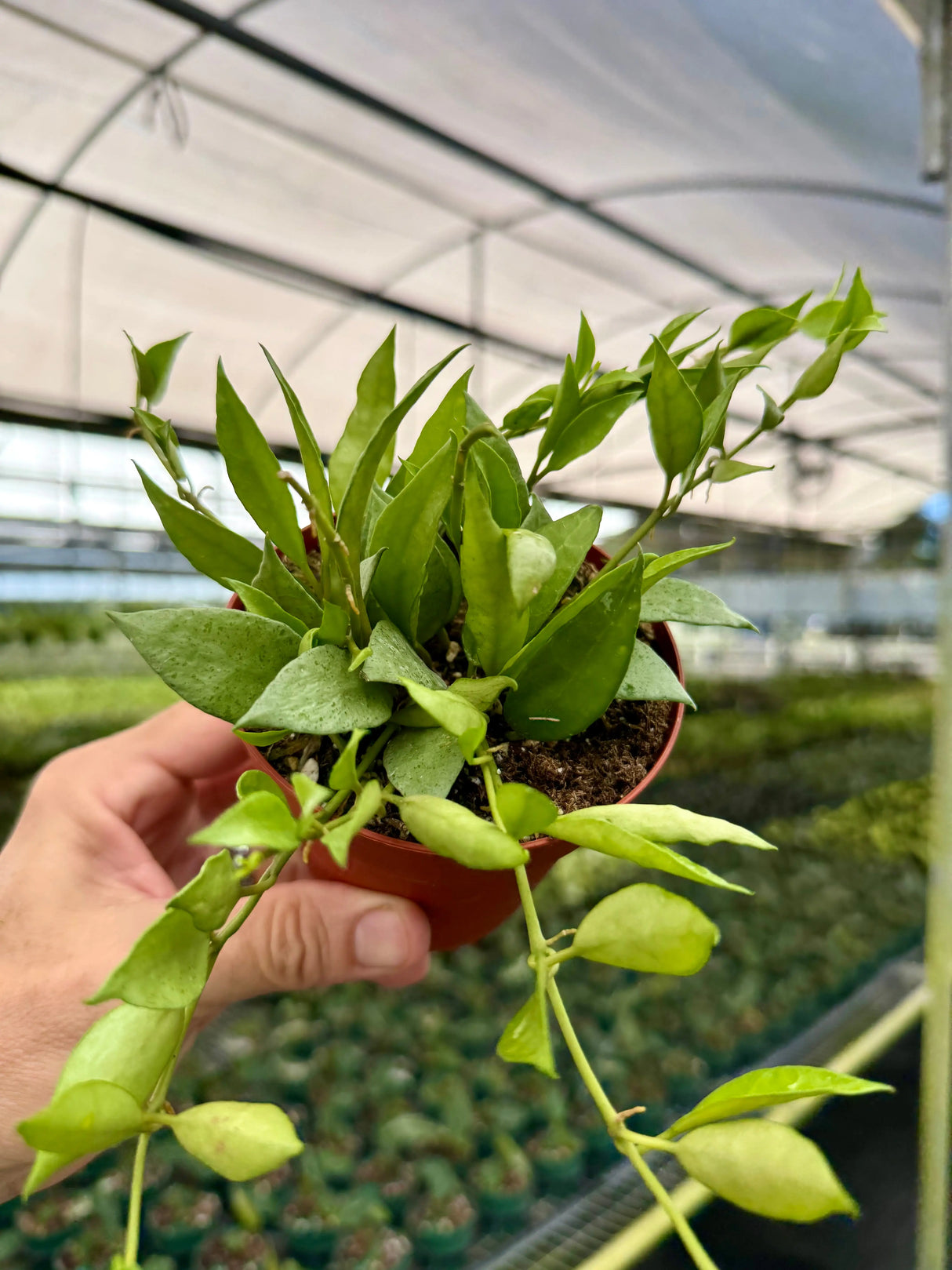 4" Hoya lacunosa 'Mint' Canopy Plant Co.