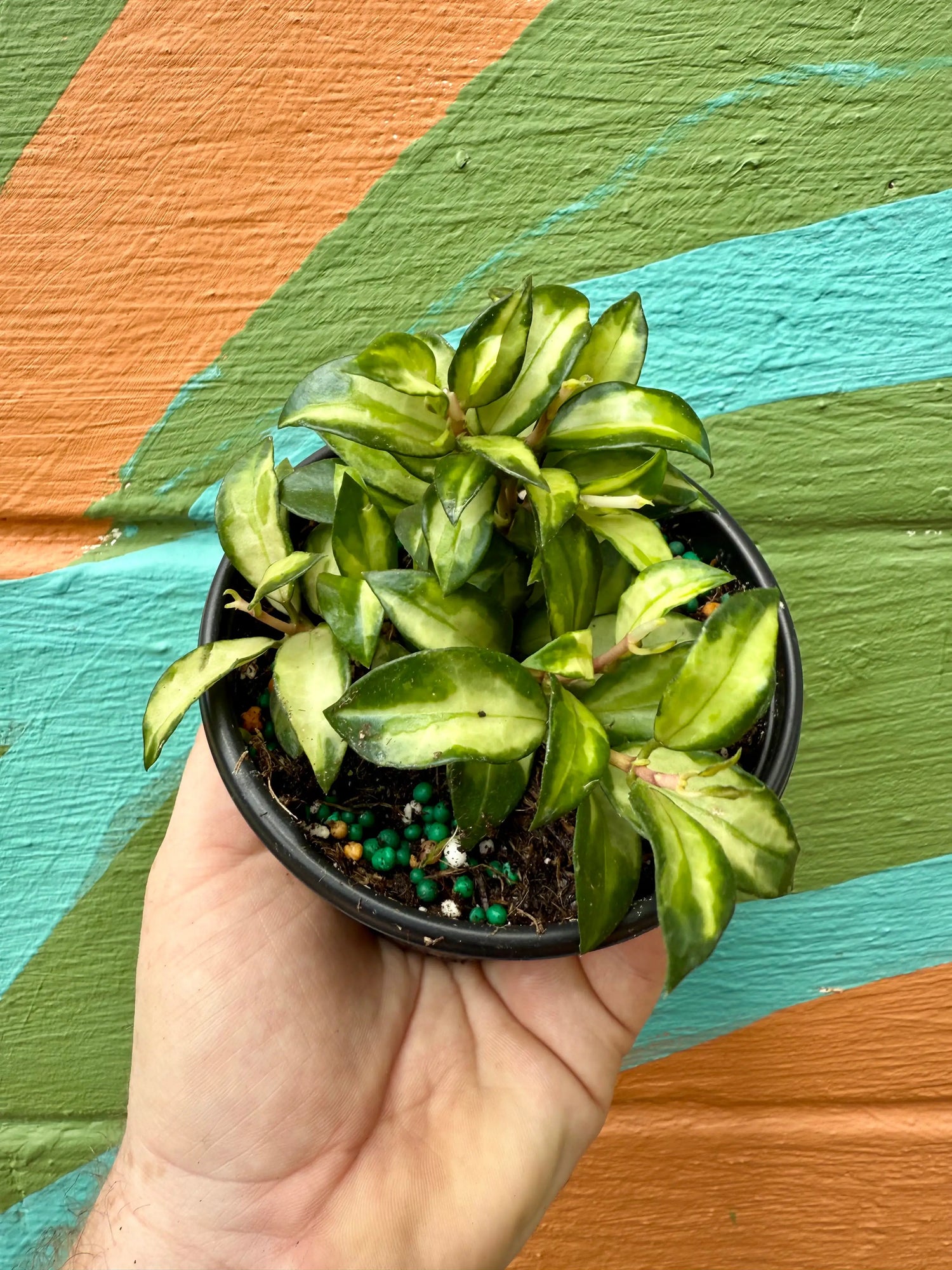 4" Hoya lacunosa sp. Bruno -  Canopy Plant Co.