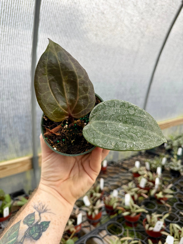 4" Hoya latifolia 'Sarawak' -  Canopy Plant Co.