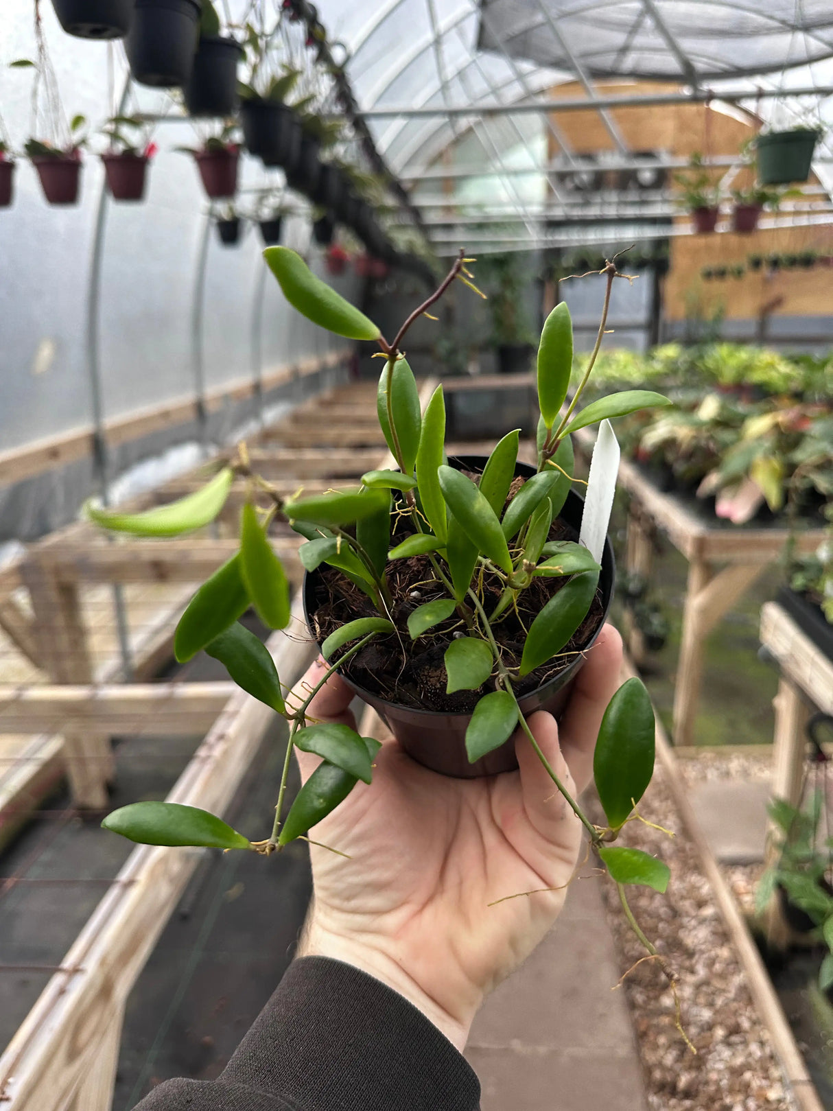 4" Hoya loheri -  Canopy Plant Co.