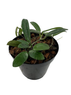 4" Hoya lyi - Canopy Plant Co.