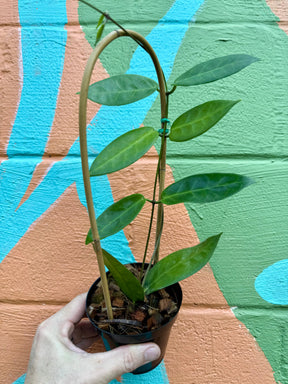 4" Hoya megalaster -  Canopy Plant Co.