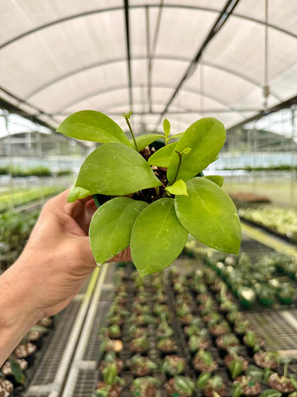 Close-up of a 4-inch Hoya mindorensis plant by Canopy Plant Co., showcasing its thick green leaves and trailing growth habit.