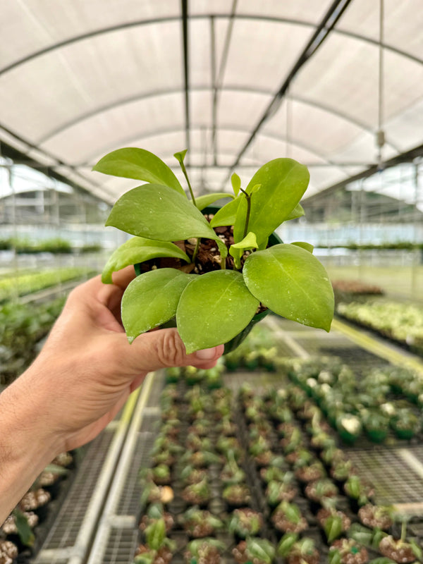 Hoya mindorensis plant with variegated green and white leaves, potted in a small container, from Canopy Plant Co.