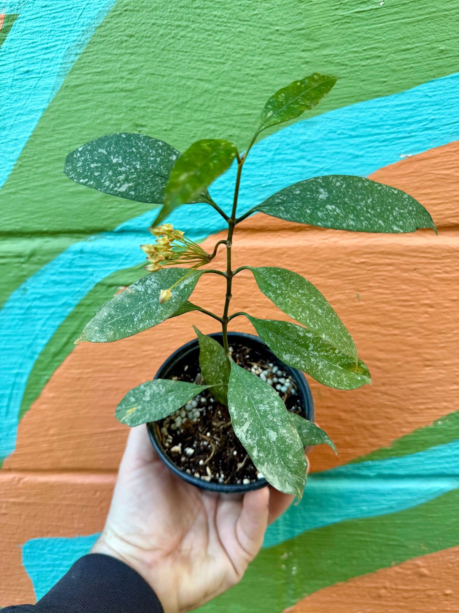 4” Hoya multiflora 'Splash' Canopy Plant Co.