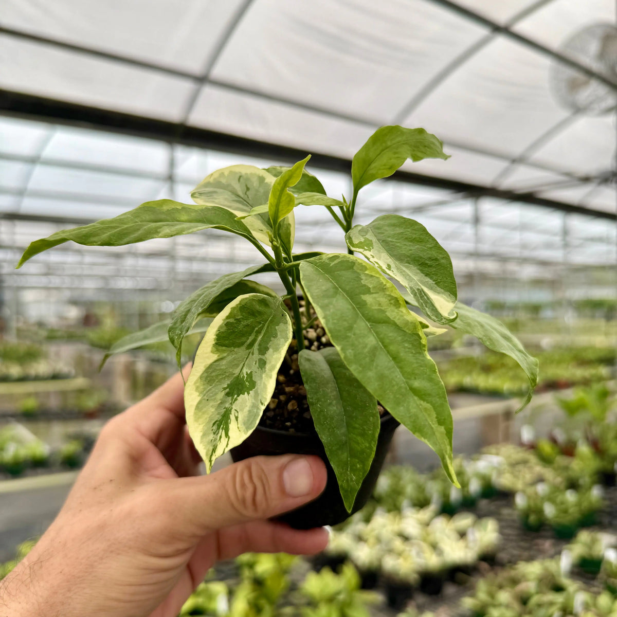 4” Hoya multiflora outer variegated | Canopy Plant Co.
