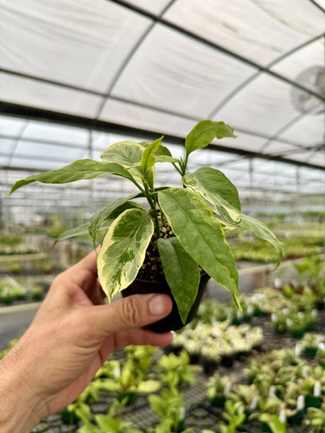 4” Hoya multiflora outer variegated Canopy Plant Co.