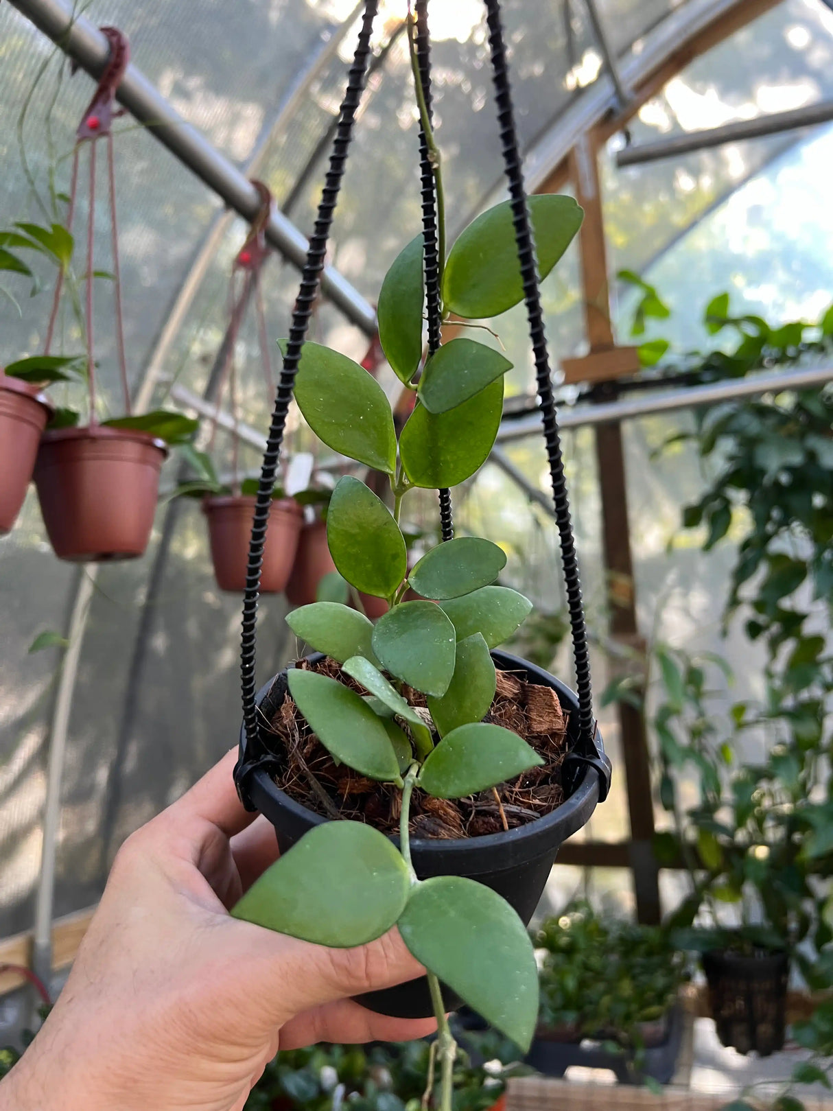 4" Hoya myrmecopa hanging basket - Canopy Plant Co.