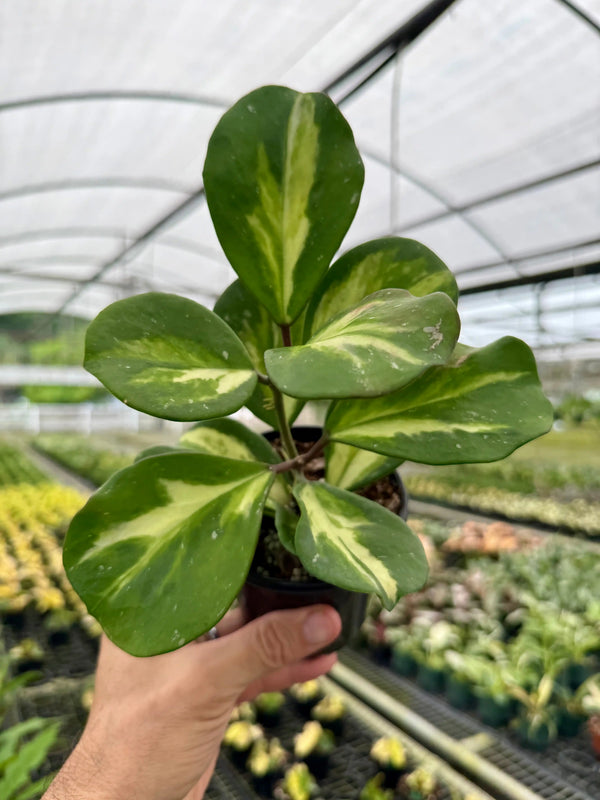 Hoya obovata inner variegated plant with broad green and cream leaves, displayed in a pot, from Canopy Plant Co.