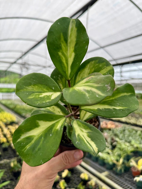 Variegated Hoya obovata plant with thick green leaves and inner variegation, displayed by Canopy Plant Co.