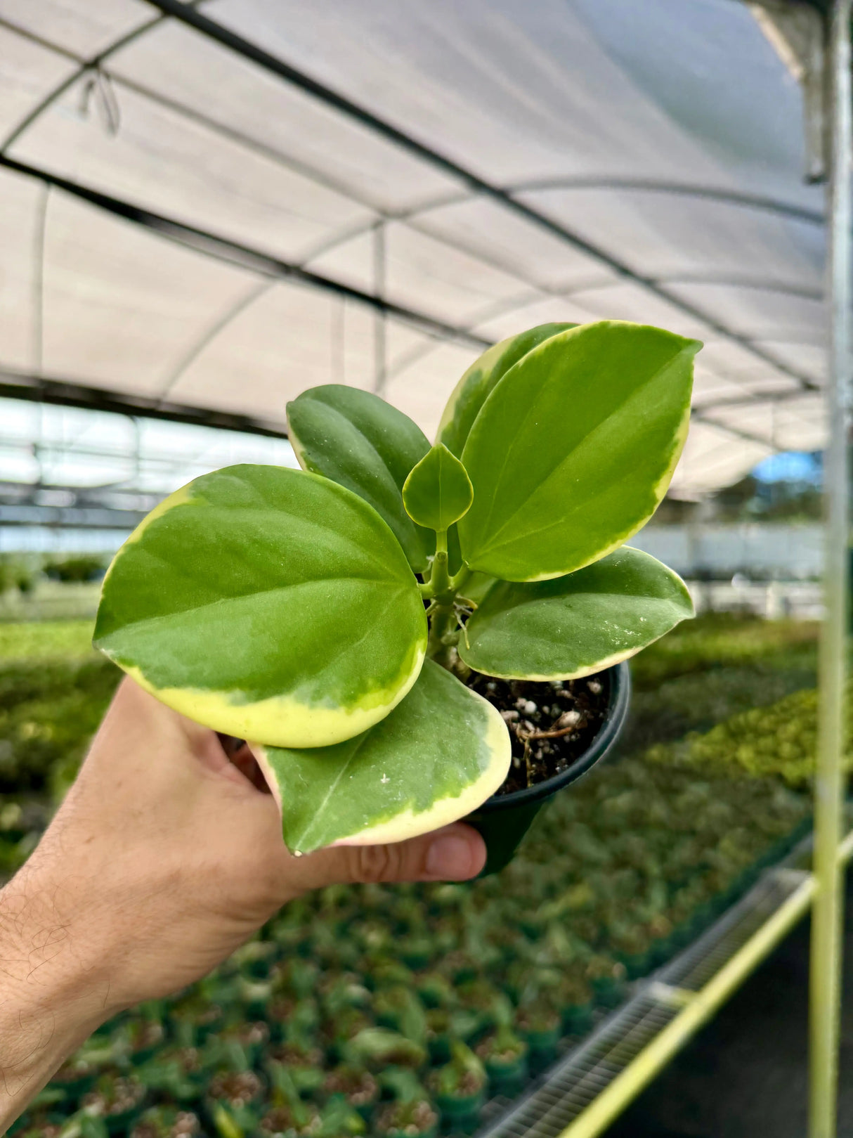 4" Hoya pachyclada outer variegated -  Canopy Plant Co.