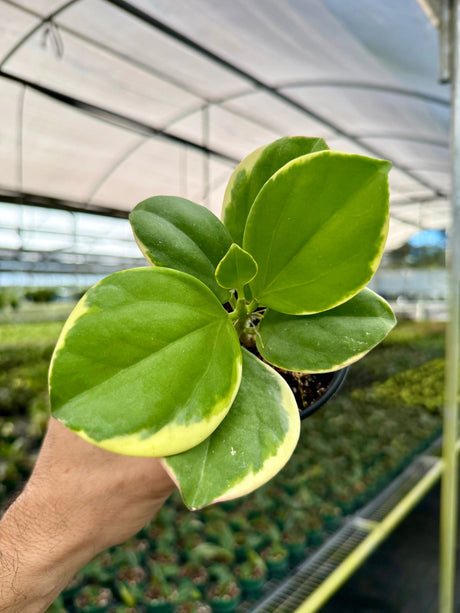 4" Hoya pachyclada outer variegated Canopy Plant Co.