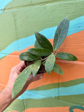 4" Hoya pallida - Canopy Plant Co.