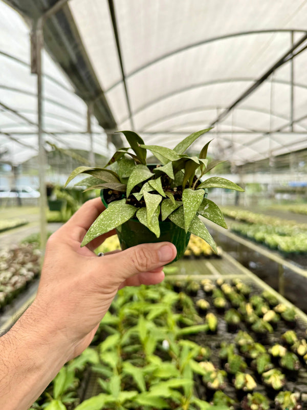 Hoya parviflora 'Splash' plant with variegated green and white leaves, grown in a pot, from Canopy Plant Co.