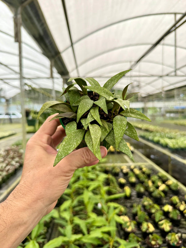 Close-up of a 4-inch Hoya parviflora 'Splash' plant with variegated leaves, from Canopy Plant Co.