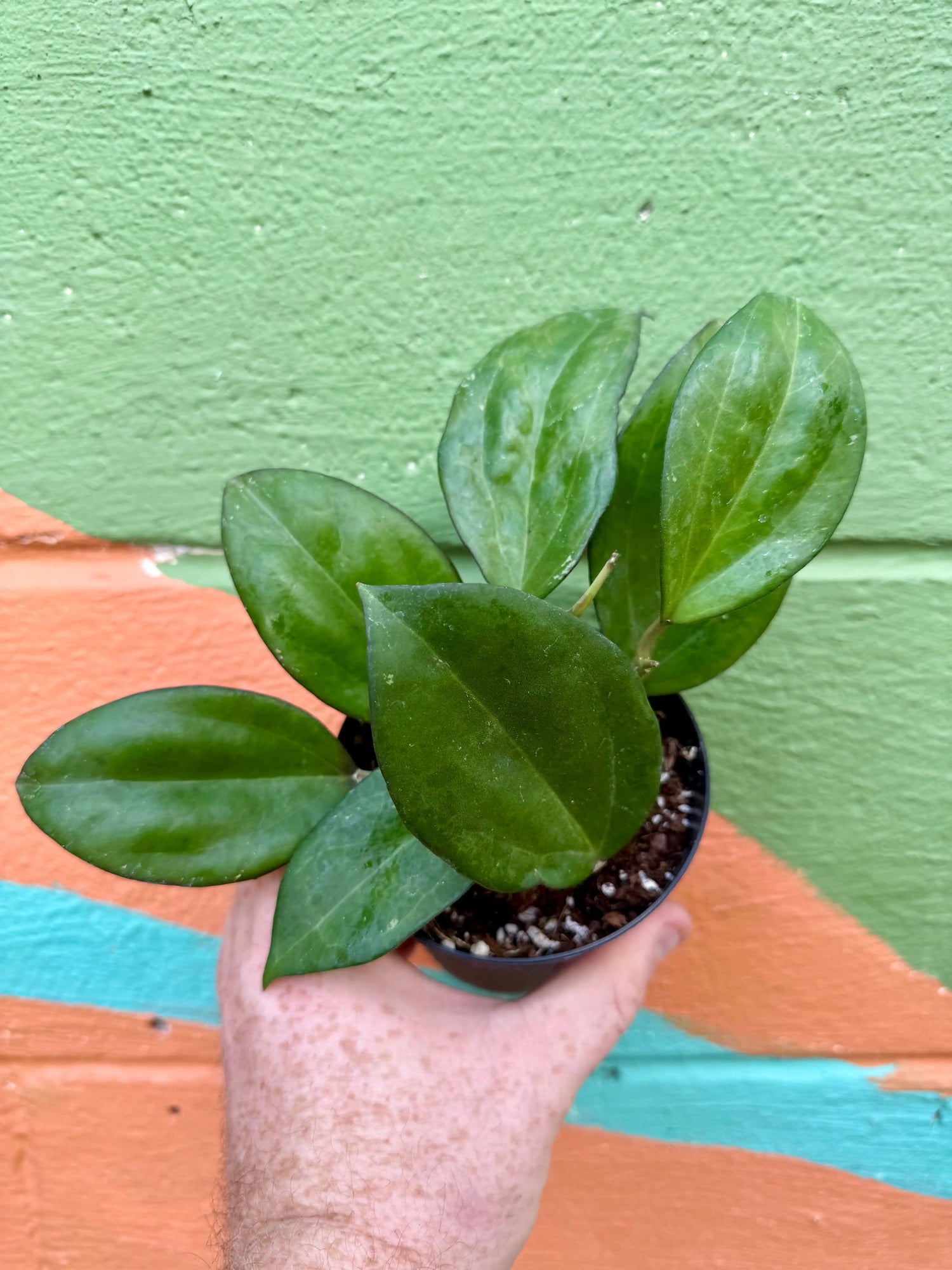 4" Hoya patcharawalai (H. icensis) Canopy Plant Co.