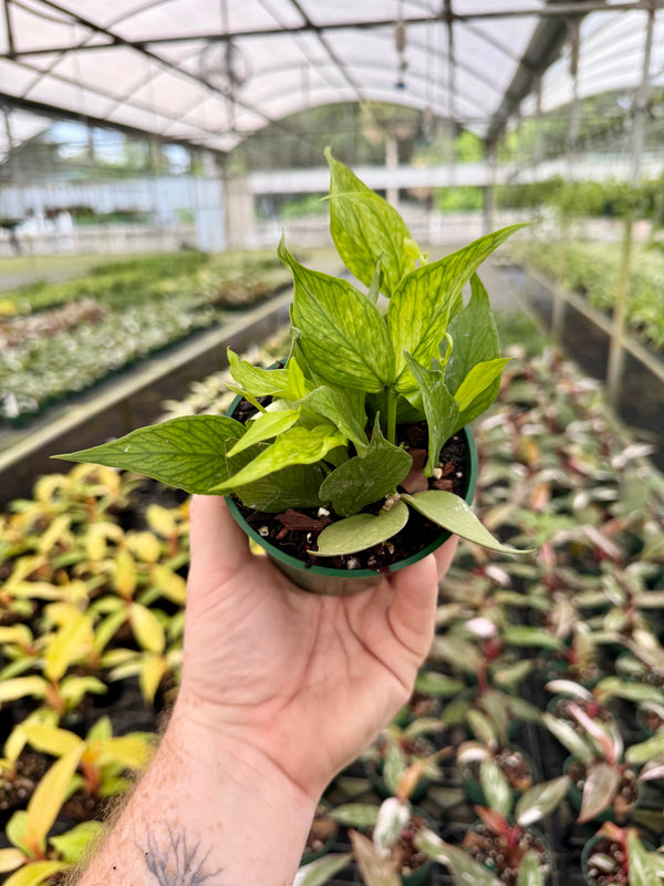 Hoya polyneura plant with elongated green leaves, displayed in a natural setting, by Canopy Plant Co.