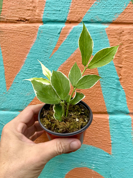 4” Hoya polyneura outer variegated -  Canopy Plant Co.