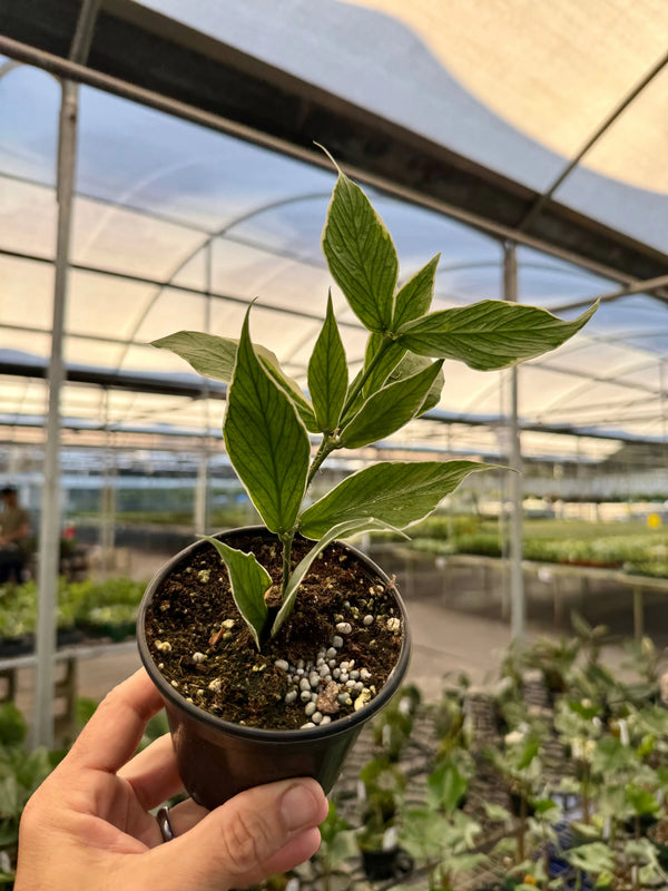 Hoya polyneura outer variegated plant with elongated leaves featuring green and white variegation, displayed in a pot.