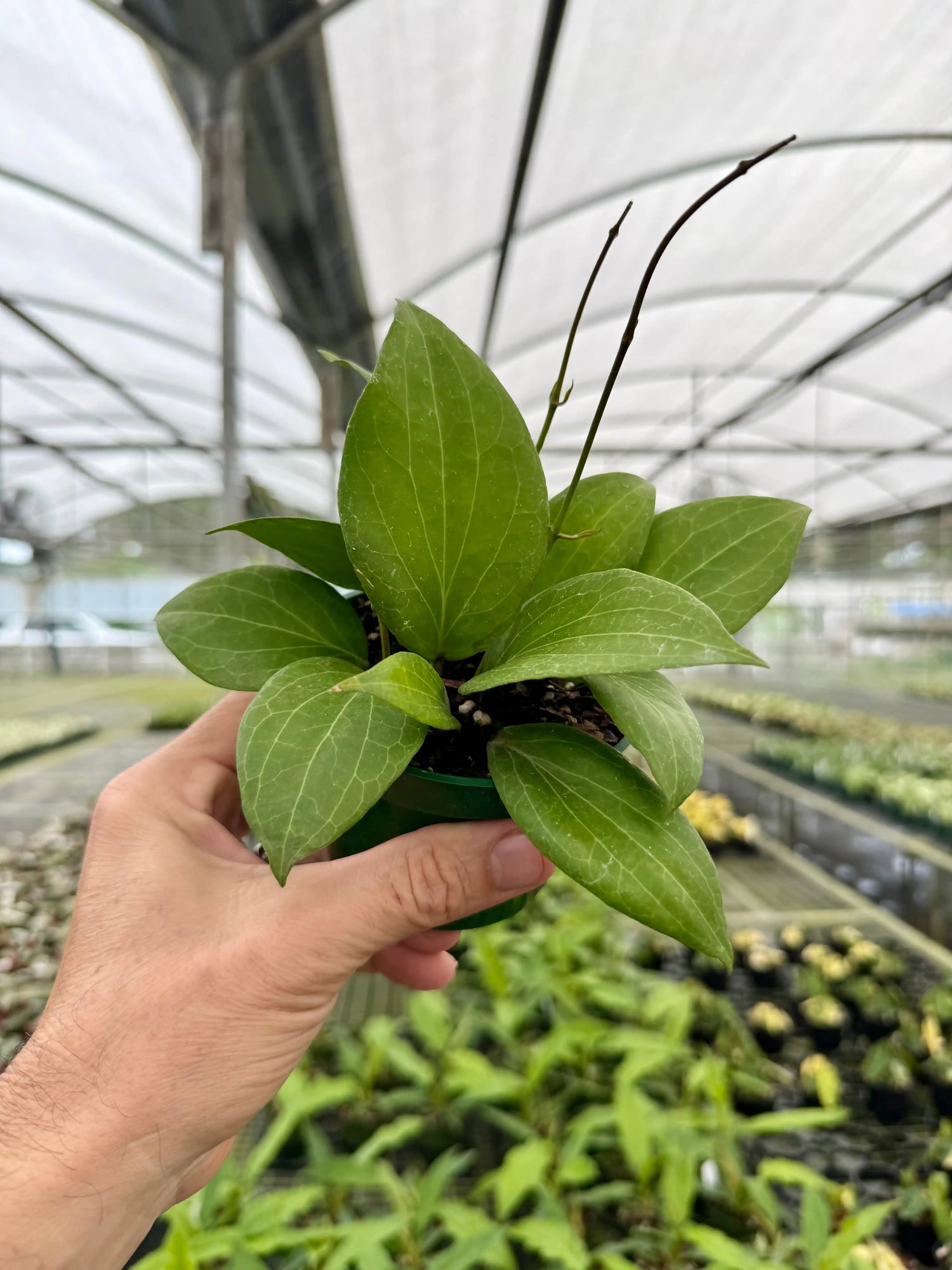 4” Hoya pottsii - Canopy Plant Co.
