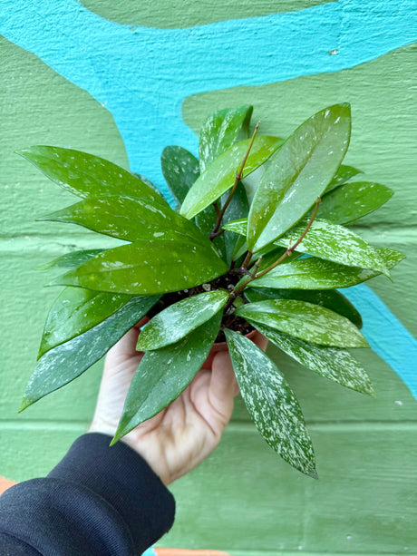 4" Hoya pubicalyx 'Splash' - Canopy Plant Co.
