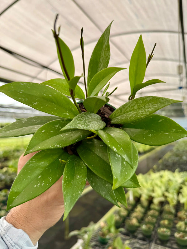 Hoya pubicalyx 'Splash' plant with variegated green and white leaves, potted, from Canopy Plant Co.